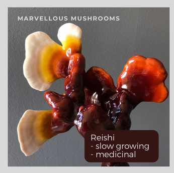 reishi mushroom grow kit uk
