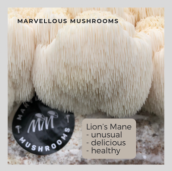 lions mane mushroom grow kit uk