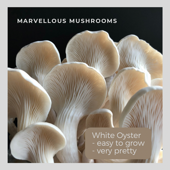 white oyster mushroom grow kit uk