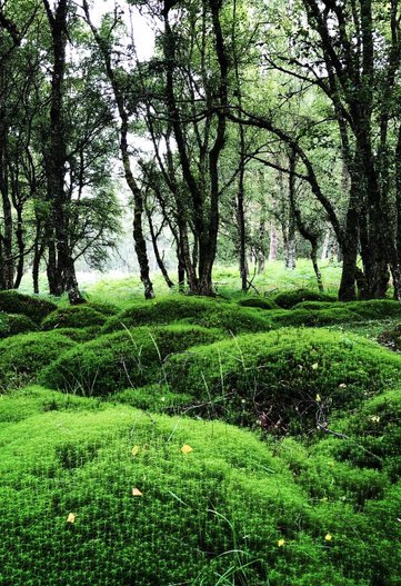 Deep moss in old birch woodland