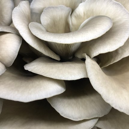 Grey Oyster Mushroom Grow Kit 