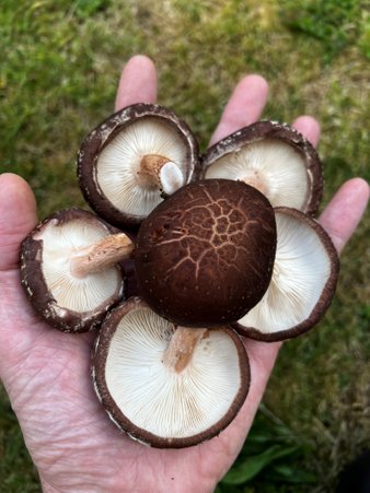 A handful of the freshest log grown Shiitake mushrooms
