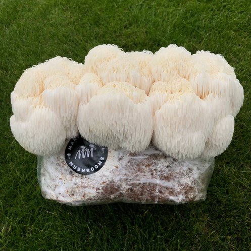 Cascading Lion's Mane growing from a Mushroom Grow Kit