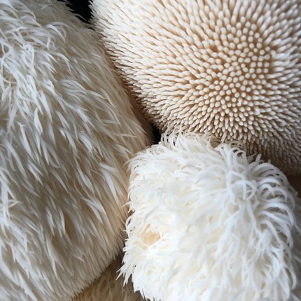 Beautiful Lion's Mane Mushrooms grown with one of our awesome grow-at-home kits. 