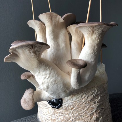 Lovely big Black Pearl King Oyster Mushrooms growing from one of our kits.