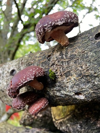 Shiitake mushrooms growing on oak logs