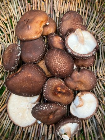 A fresh crop of log grown Shiitake mushrooms